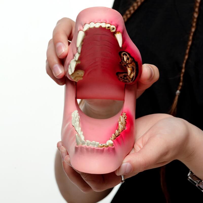 stomatologiya